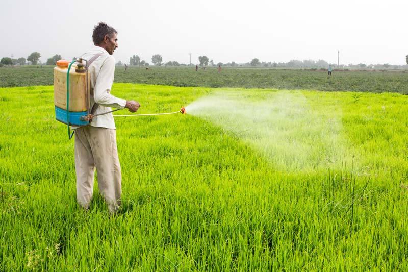 Impact of Green Revolution on Water Resources in India - Pesticide being sprayed in a paddy field in Fazilka district, Punjab